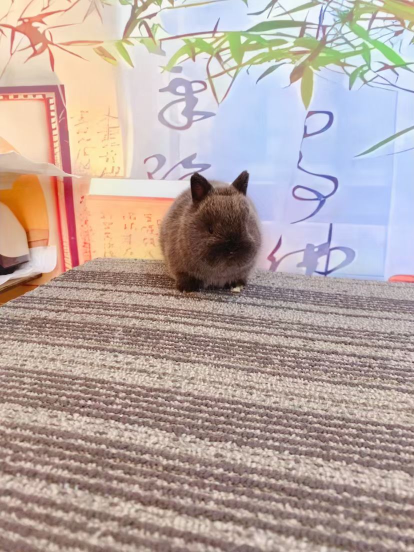 双血统黑暹罗侏儒兔 性别妹妹